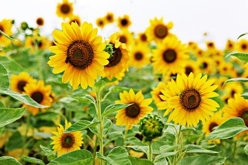 Obraz premium 해바라기입니다