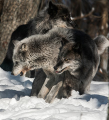 wolves at play in snow