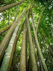 Beautiful photo of high bamboo growing in the dense jungle forest at China
