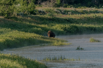 Bison Climbs Out of LIttle Missouri River