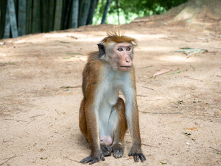 Closeup image of cute macaque monkey sitting on the ground at park