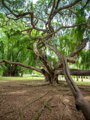 Beautiful photo of big long branches and roots of tropical ficu tree in park