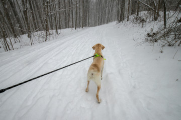 walk the dog in winter yellow Labrador retriever