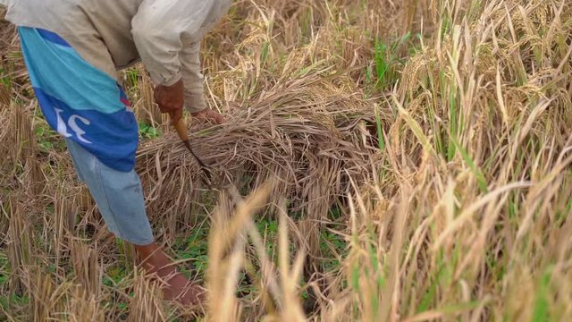 farmers separate rice grains from stalks. Rice harvesting. slowmotion video