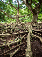 Closeup image of thick tree troots covering the ground at botanical garden