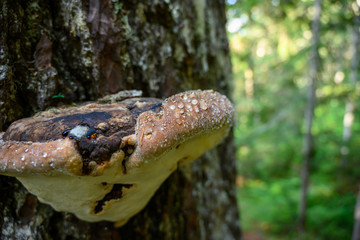 Brown Mushroom with water drops grows on tree