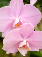 Fototapeta na wymiar Closeup photo of two beautiful pink orchid flowers
