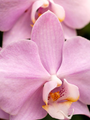 Macro image of pink orchid flower, pestils, stamens and petals