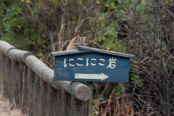 王子ヶ岳の猫