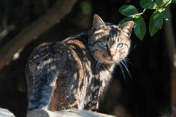 王子ヶ岳の猫