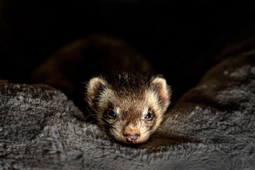 Fototapeta na wymiar ferret portrait sleeping