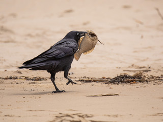 Crow with prey