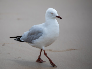Seagull