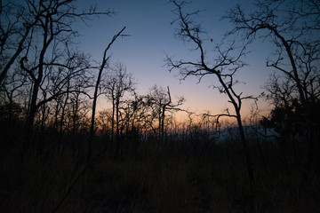 Forest in the dark, Silhouette of trees before sunrise.