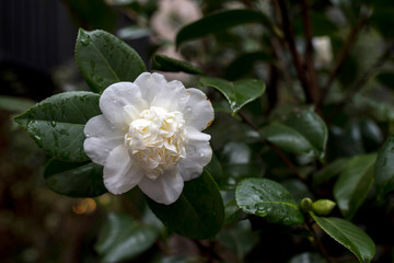 white Camellia Angela Cocchi (Camellia japonica) with green Leaves. View of a beautiful white Camellia Flower