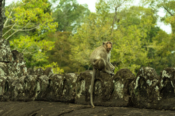 캄보디아 바이욘사원 원숭이