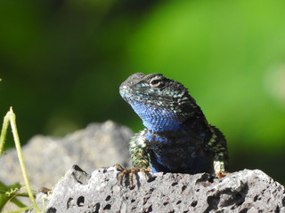 Lagartija de colores