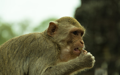 캄보디아 바이욘사원 돌난간에서 음식을 먹고 있는 원숭이