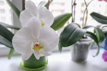 Obraz na płótnie Canvas Close up of big white orchid flowers.