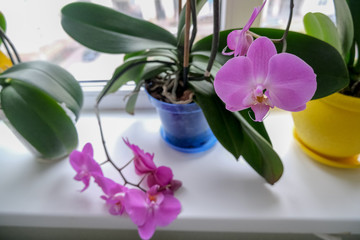 Fototapeta na wymiar Orchid flowers in pots on the window-sill. Big orchid flowers..