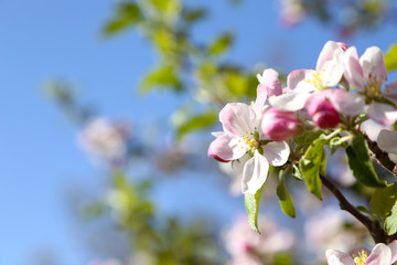 信州　リンゴの花