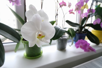 Naklejka na ściany i meble Close up of big white orchid flowers.