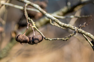Mexican Buckeye tree dry pods in springtime