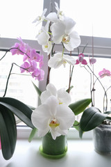 Fototapeta na wymiar Close up of big white orchid flowers.