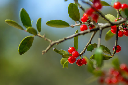 Possumhaw Holly