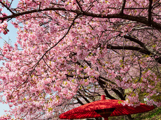 河津桜と傘