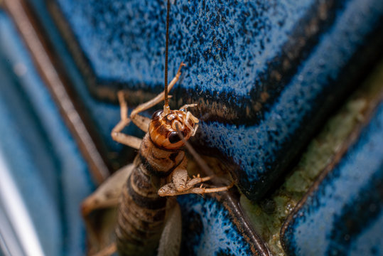 close up of a tropical house cricket on some blue tiles