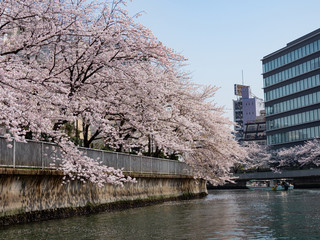 船の上から見る桜