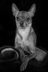 dog chihuahua