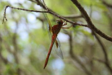 dragonfly on a branch