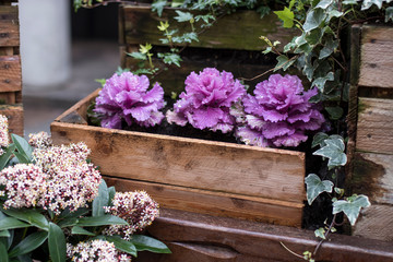 Decorative purple and white cabbage in wooden crates as decoration of city streets