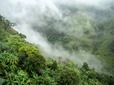 Beautiful landscape of mountains and tropical jungle forest covered with clouds and fog at morning