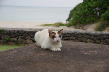 Street Cat in Taketomi island, Okinawa