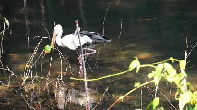 Anastomus oscitans Bird In the family  of Ciconiidae Bird. Walk for a living on mussels in the mangrove forest.