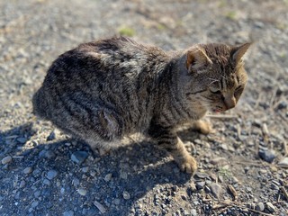 Naklejka premium 愛され猫～SAKURA CATS.