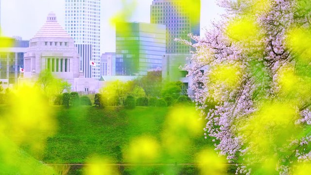Japanese Diet Building can be seen beyond the Rape blossoms and Chery blossoms at Kasumigaseki in Administrative district at Chiyoda Tokyo Japan on 2018.