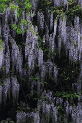 山口県　仁保　一貫野　藤