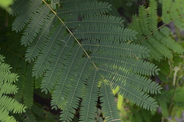 The leaves of sengon are compounded with double pinnate compounds with small leaves and easily fall off