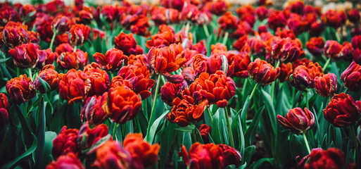 Beautiful bouquet of tulips in the garden ,nature background.