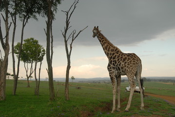 Giraffe