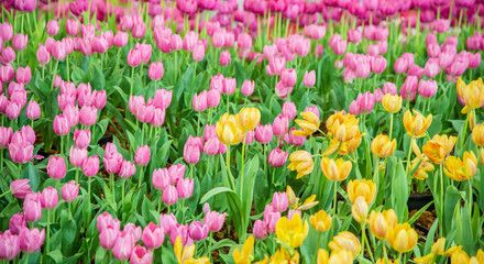 field of colorful tulips
