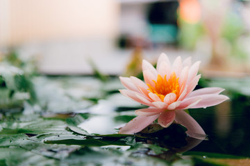 A beautiful lotus flower is complimented by the rich colors of the deep blue water surface.Nature...