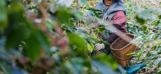  farmers picking branch of arabicas Coffee Tree on Coffee tree at Doi Chaang in Thailand, Coffee bean Single origin words class specialty.