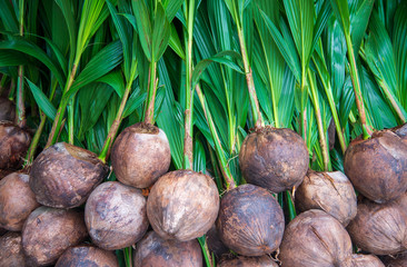 coconuts on the tree