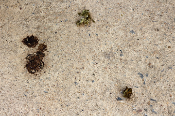 Chicken manure on the cement floor.