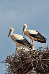Storchenpaar im Nest
